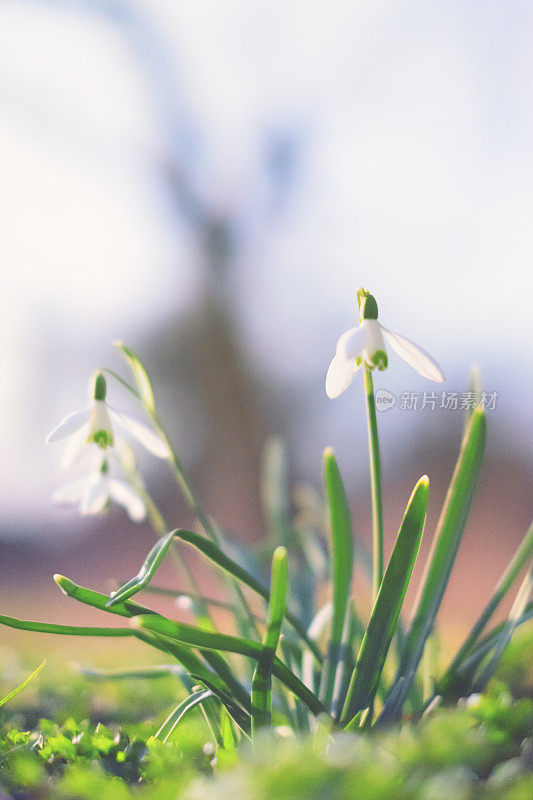 雪花莲(雪花)