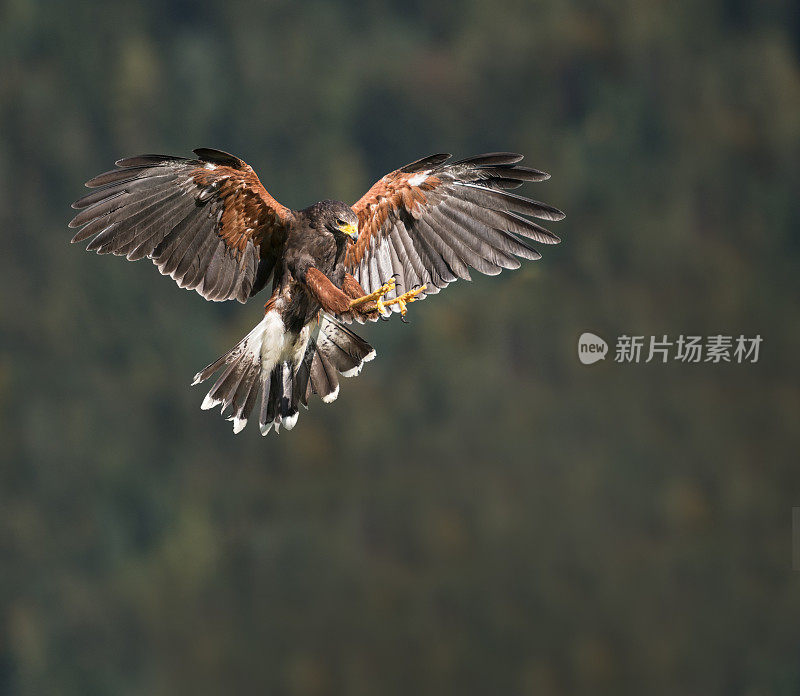 Mäusebussard，布特奥布特奥，欧亚秃鹰袭击