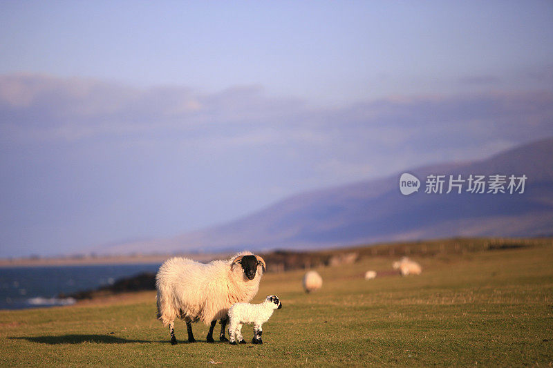 母羊和新生的小羊羔