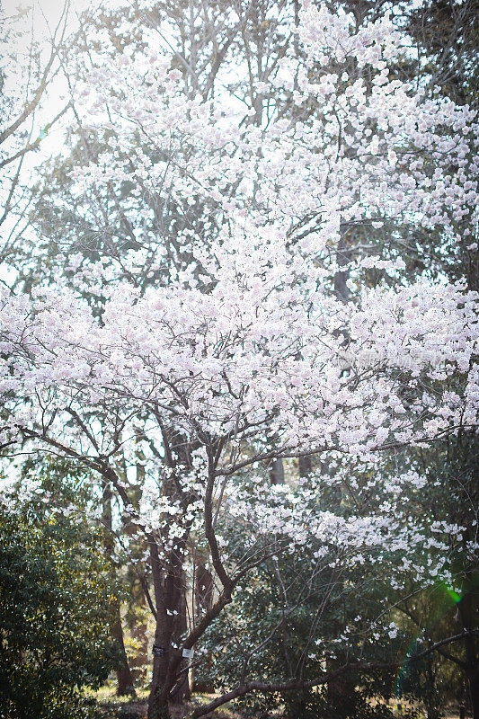 日本樱花的花