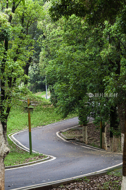 柏油路和树木