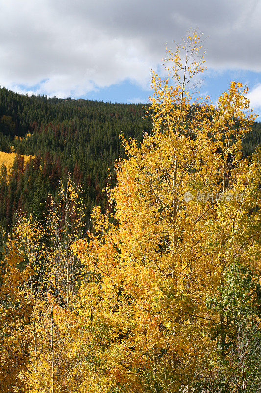 科罗拉多州落基山脉秋天的白杨树