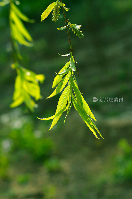 阳光下的柳叶