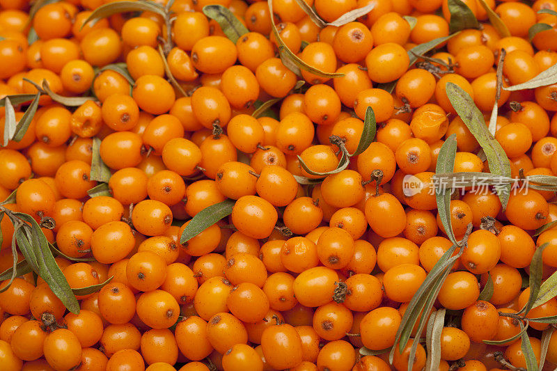 Seabuckthorn