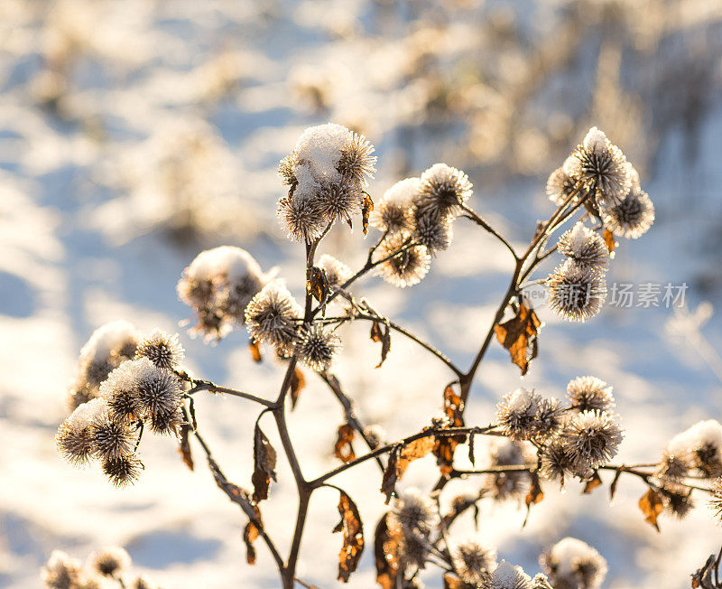 12月挪威奥斯陆，蓟与雪和霜