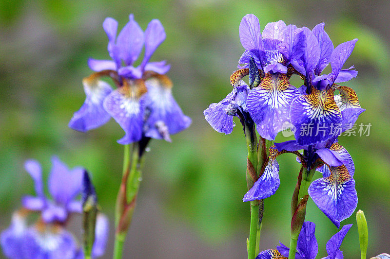 紫花鸢尾(紫旗)，矮花鸢尾网状园林形象