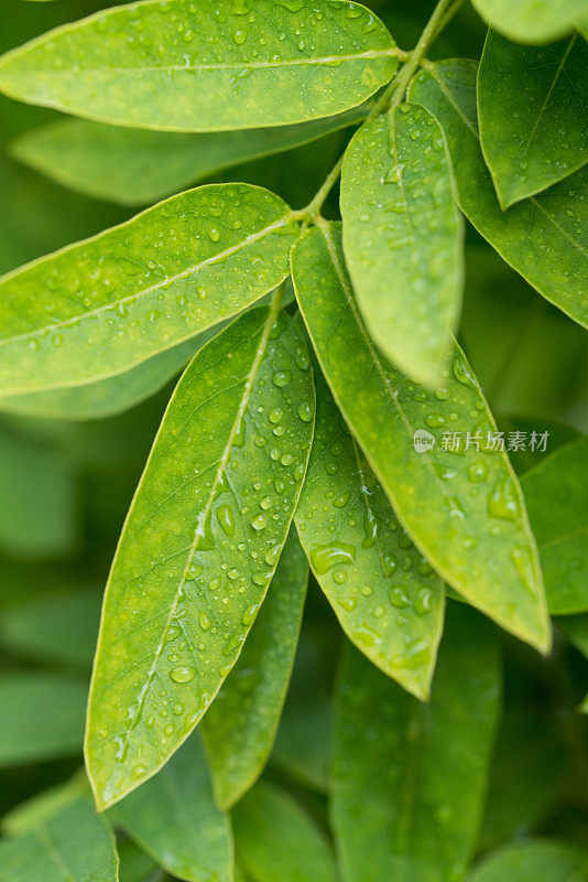 美丽的绿叶与水珠的背景