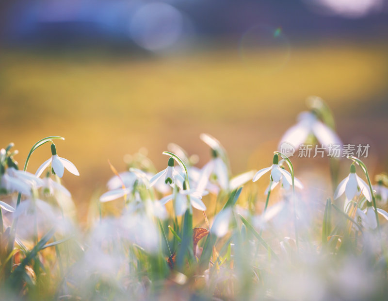 雪花莲(雪花)