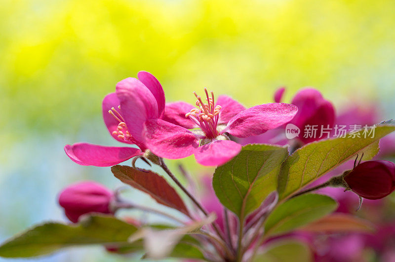 野生苹果花特写高分辨率