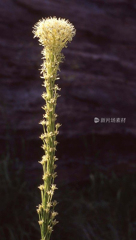 蒙大拿冰川国家公园的阴影下的熊草特写