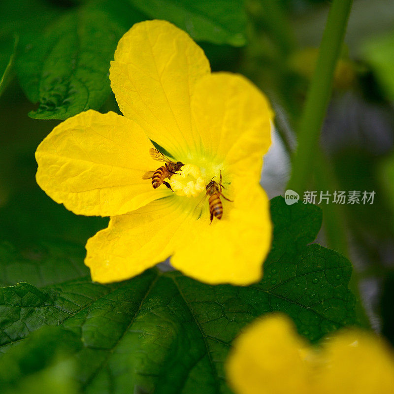 蜜蜂从冬瓜花中采集花蜜