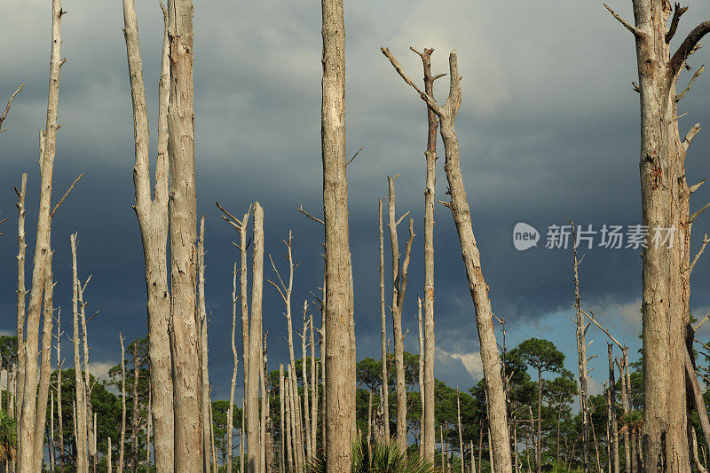 圣马可国家野生动物保护区的枯树
