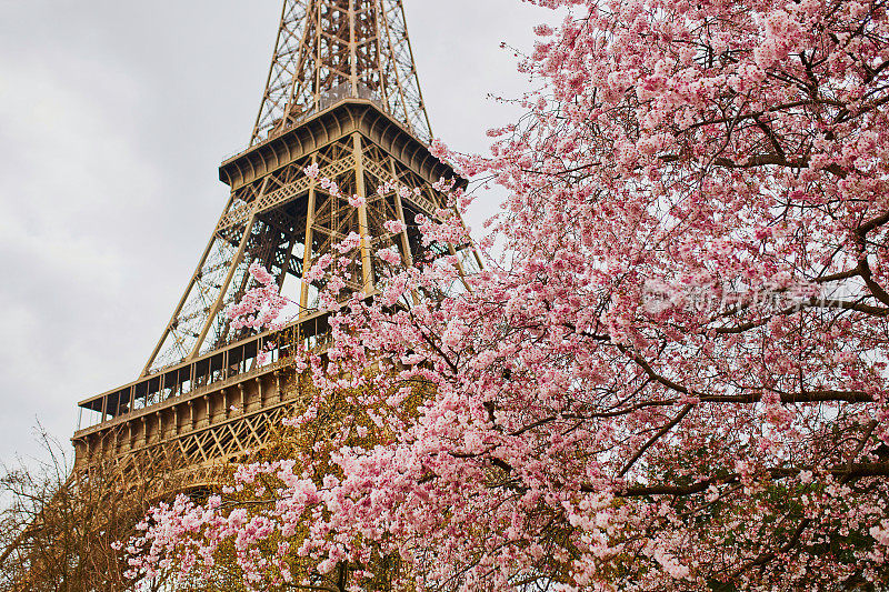 巴黎的樱花和埃菲尔铁塔