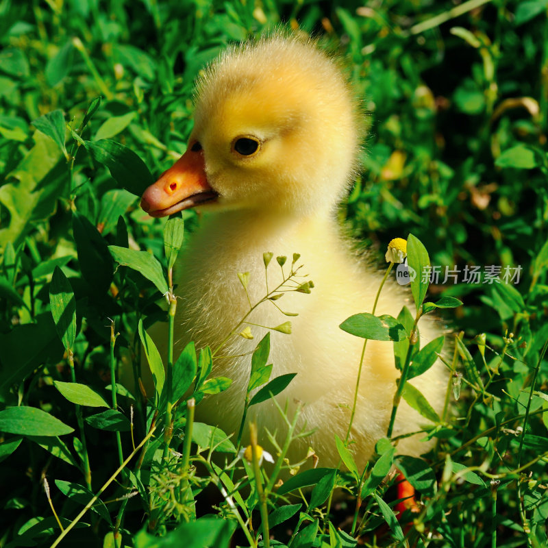 绿色草坪上的一只小黄鹅