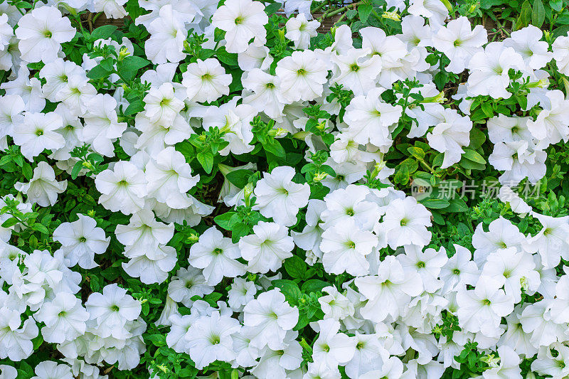 大量的白色矮牵牛花的花背景