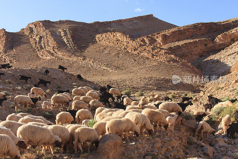 摩洛哥阿特拉斯山的山羊