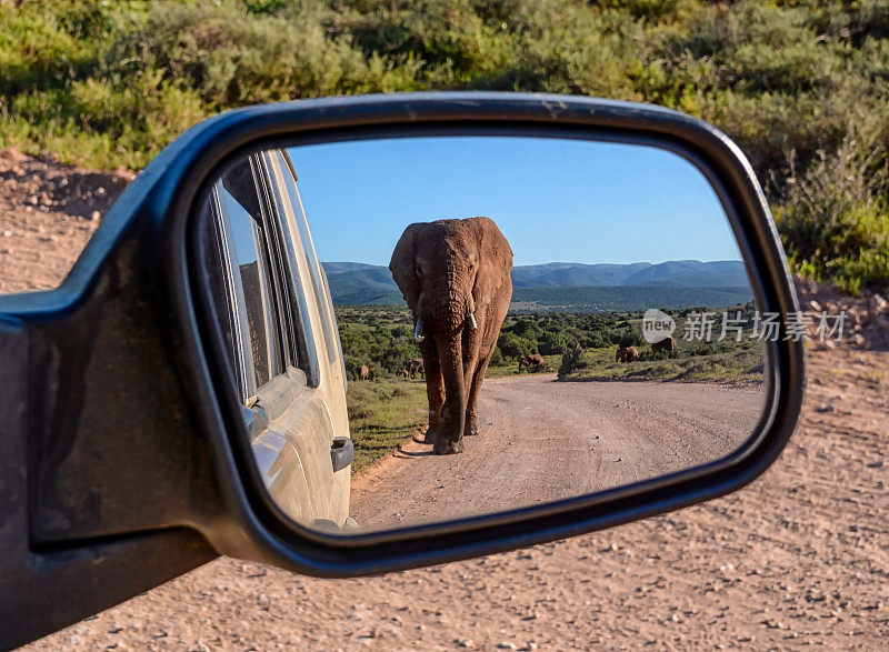 镜子里的大象