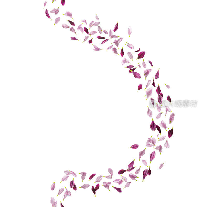 紫色的花瓣曲线