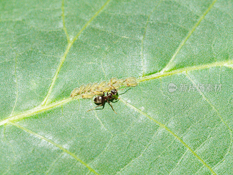 蚂蚁抚育蚜虫群在叶上