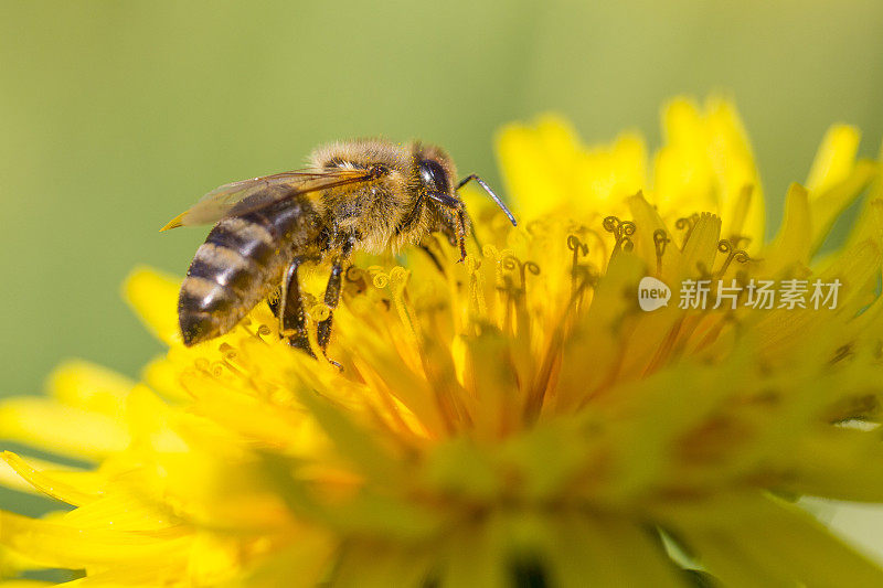 蜜蜂在蒲公英上