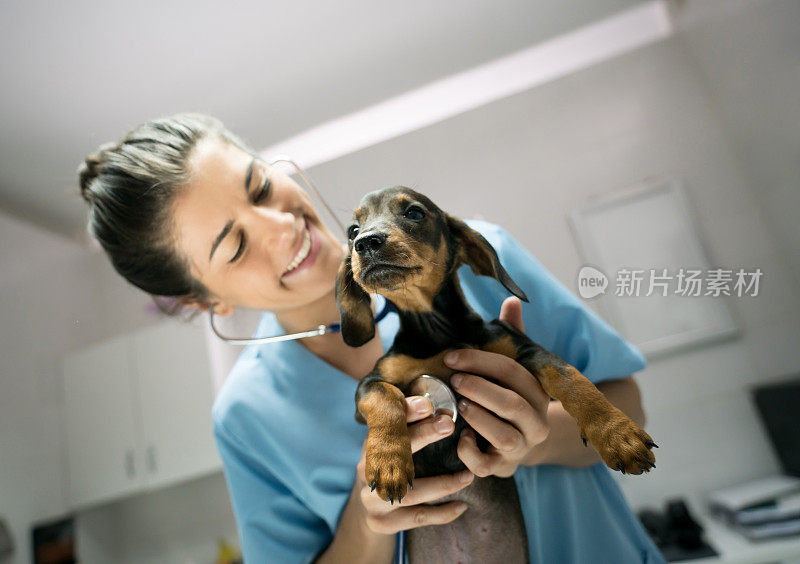 友善的女兽医在兽医诊所用听诊器听小狗的心脏