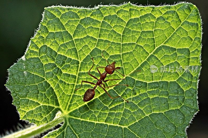 蚂蚁靠近亮绿色的叶子。