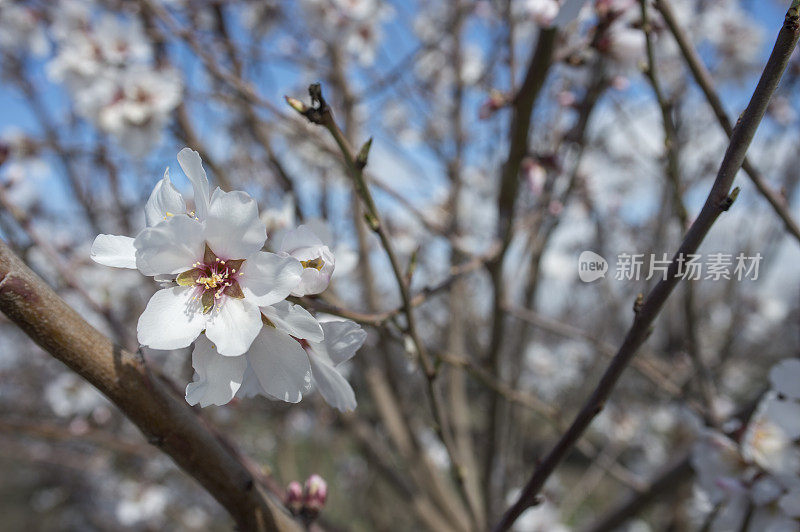 杏仁果园花的特写