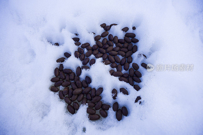 麋鹿在雪的细节