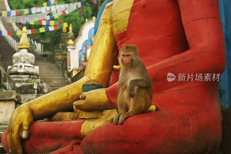 在斯瓦扬布纳特寺，一只猴子站在红金色佛像上