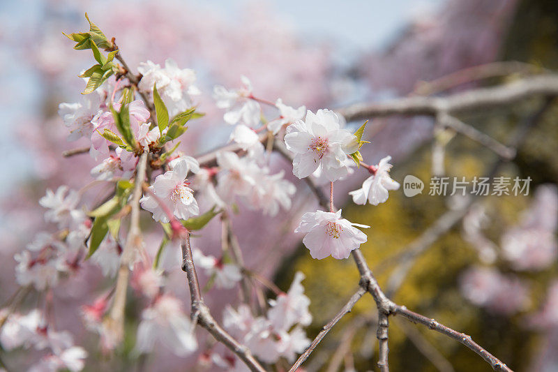 樱花盛开的