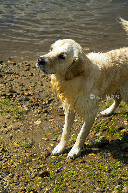 河边一只顽皮的小金毛寻回犬