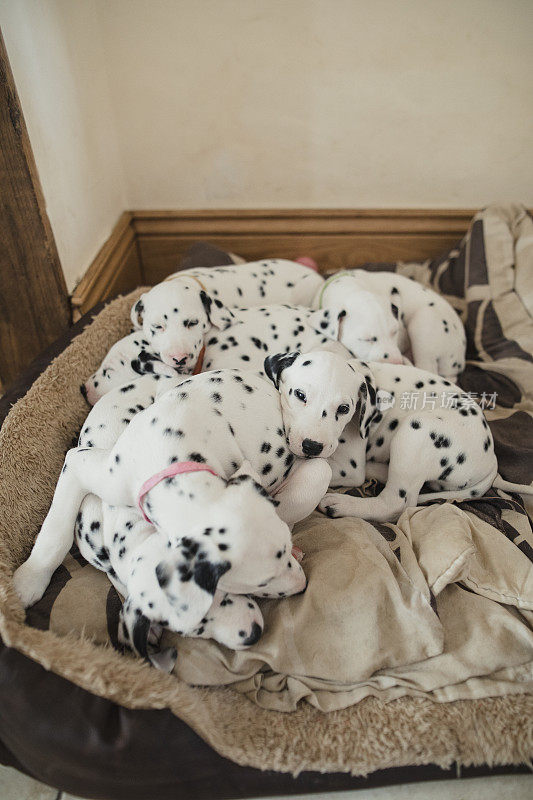 一堆熟睡的斑点狗狗