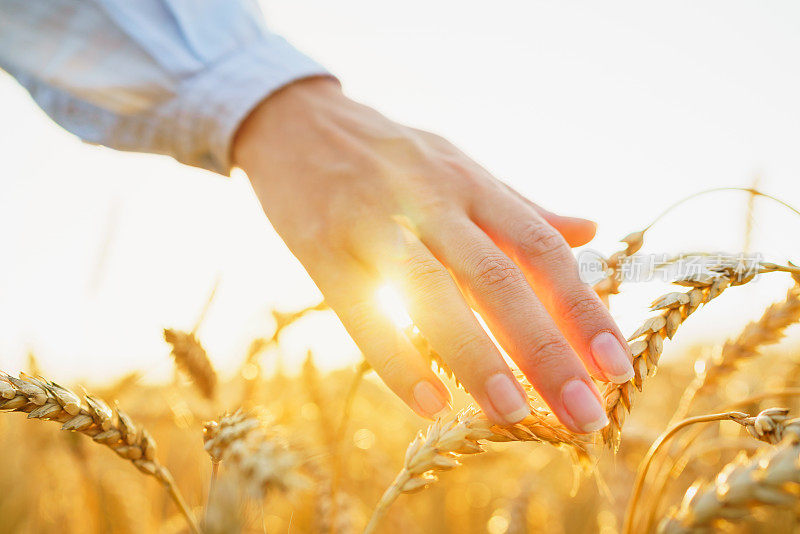 夕阳下，一位妇女的手抚摸着田里的小麦