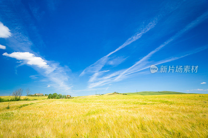 美丽的风景，大麦山，意大利托斯卡纳