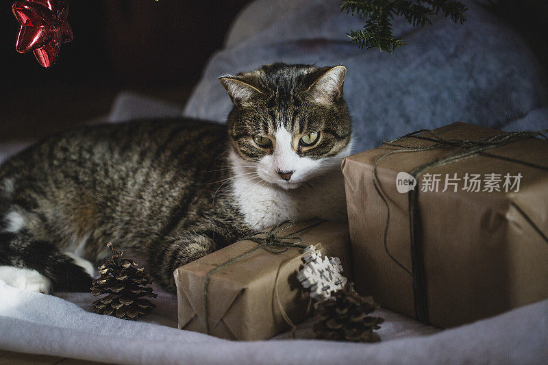 花斑猫躺在圣诞礼物旁边