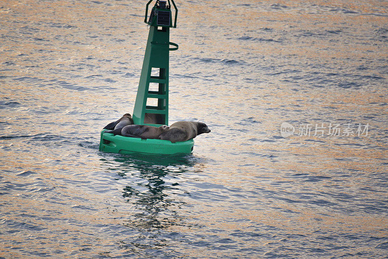 恩塞纳达港浮标上的海豹