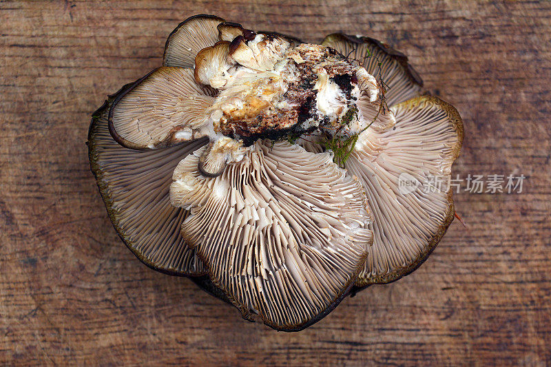 平菇蘑菇