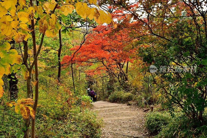 东京八王子市高雄山的秋叶