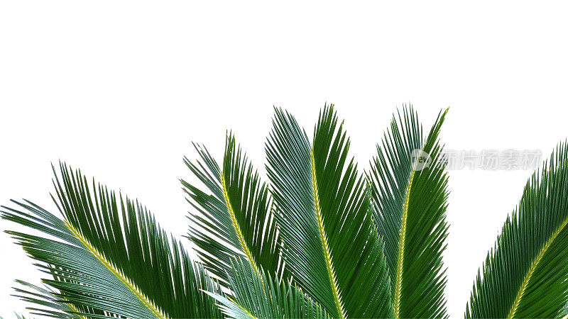 热带棕榈框架
