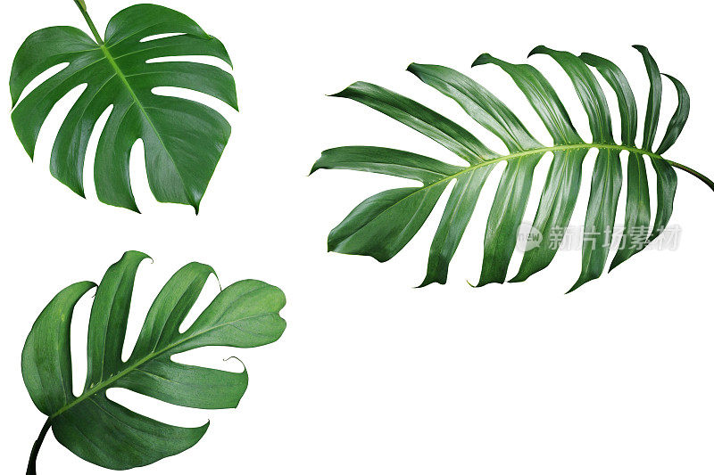 热带叶的自然框架布局，白底孤立的外来叶类植物，包括剪枝路径。
