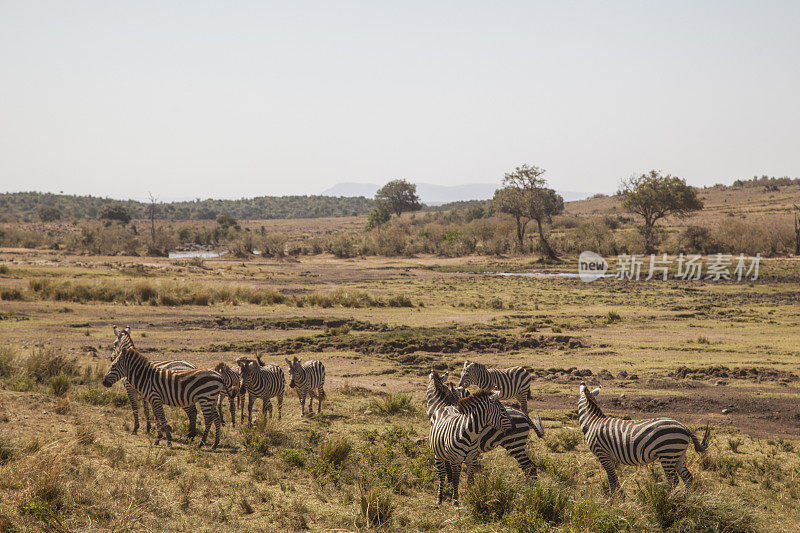 马赛马拉河边的斑马，奥拉雷·摩托罗吉保护区，肯尼亚，东非，非洲，