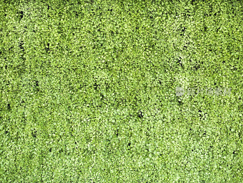 绿草墙纹理草皮面板背景