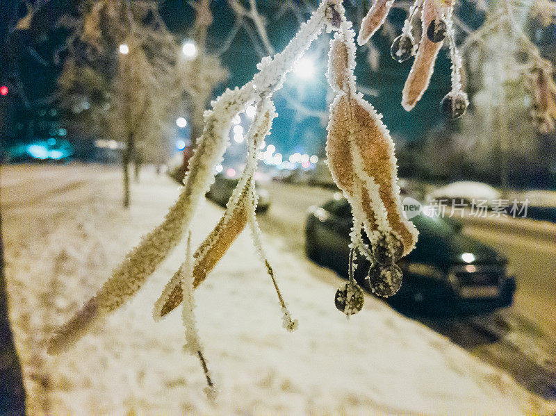 在寒冷的冬夜，菩提树的树枝上结满了白霜