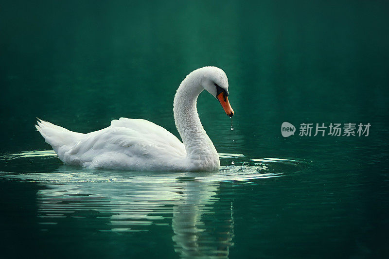 绿色湖面上的白天鹅