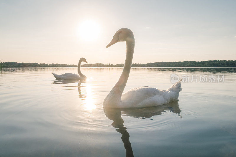 日落时湖面上的两只白天鹅