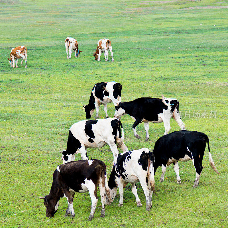在夏天田园牧草地上吃草的牛