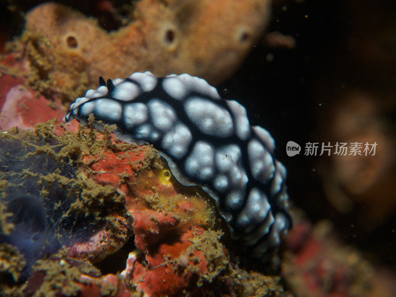 珊瑚上的裸鳃科动物