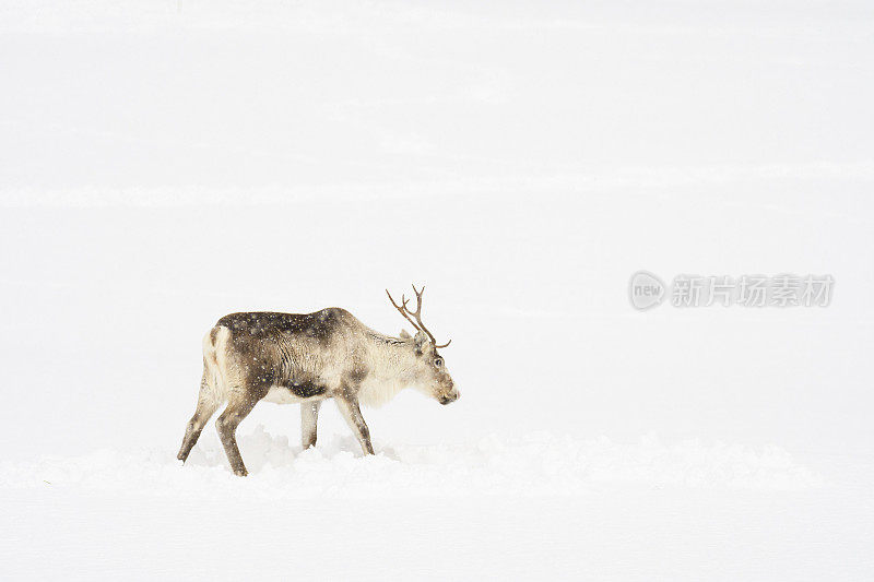 冬天，挪威北部的驯鹿在雪地里吃草