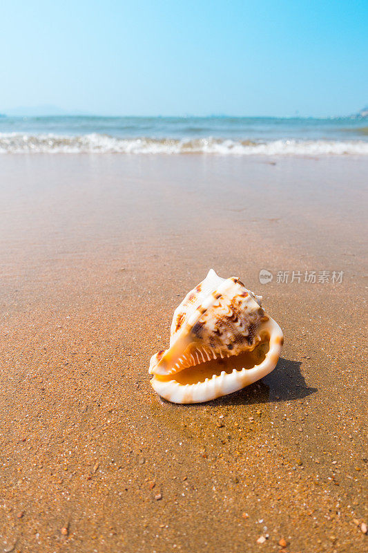 海滩上的海螺壳