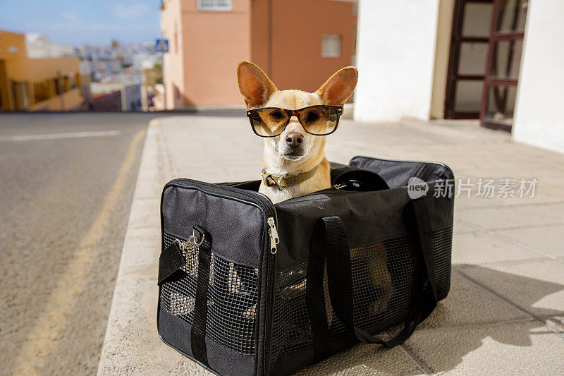 狗在运输箱或袋子准备旅行